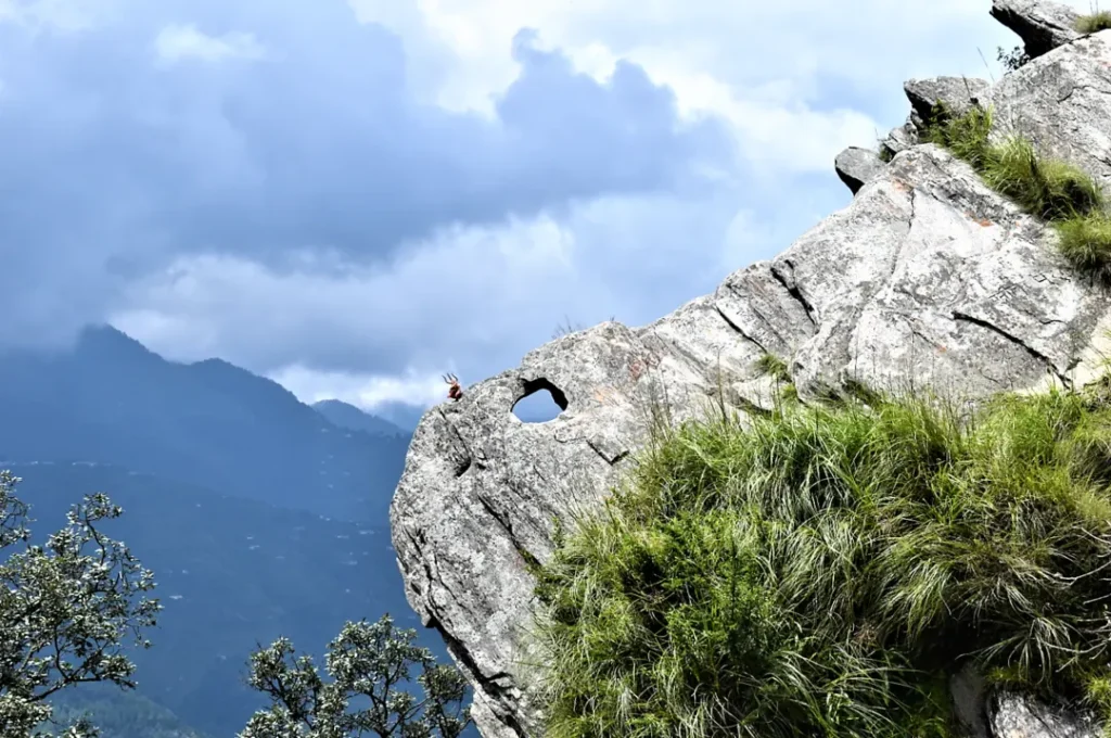 Chauli ki Jali - Dhanachuli Tourist Attraction